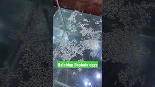 Hatching Daphnia from eggs in 56Hrs hobby aquarium daphnia shorts foodforfish [upl. by Nwahsar]