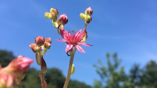 Comment essayer de préserver une rosette de joubarbe qui va fleurir [upl. by Light383]