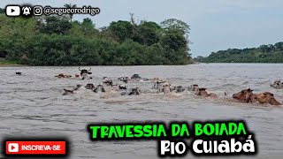 TRAVESSIA DA BOIADA  RIO CUIABÁ PANTANAL MATO GROSSO [upl. by Ettezzil]