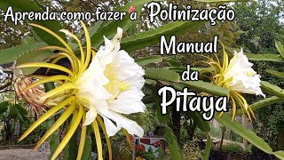 PITAYA  APRENDA COMO FAZER A POLINIZAÇÃO MANUAL é fácil e simples de fazer [upl. by Moir102]