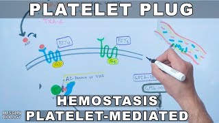 Platelet Plug Formation  Platelet Mediated Hemostasis [upl. by Liryc457]