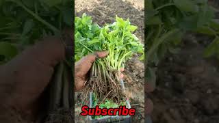 Syngenta Tomato 🍅 3150  Tomato Planting  shorts [upl. by Sidoma]