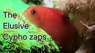 Presenting the Rare Cypho zaps in a Nano Reef Tank [upl. by Stochmal240]