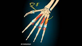 palmar interossei ms [upl. by Ocirrej]