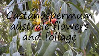 How to pronounce Castanospermum australe flowers and foliage in English [upl. by Herson457]