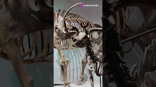 FACT  Mammoths wildanimalfacts animals [upl. by Setiram343]