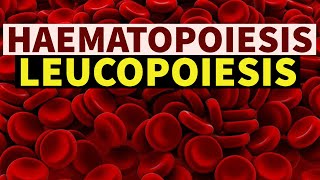 LEUCOPOIESIS  DrSonu Yadav  Pathology Kingdom  Haematopoiesis Series  Haematology [upl. by Coward]