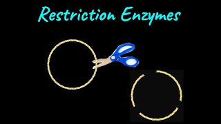 Restriction Enzymes  Biotechnology Principles and Processes  Class XII  Biology  Khan Academy [upl. by Samuela587]