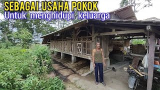 Tanpa Sawah Ladang Menempatkan Ternak Kambing Sebagai Usaha Pokok [upl. by Ttelrahc]