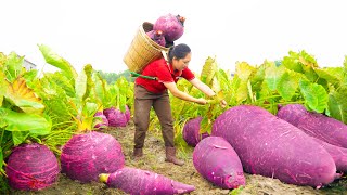 Harvesting Giant Taro Roots Go to market sell  How to make Fried Taro with Green Bean Cake [upl. by Seyah]