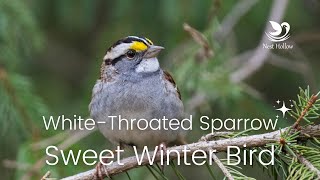 WhiteThroated Sparrows Song and Facts About This Winter Bird [upl. by Ahsiekahs]