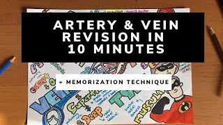 Anatomy Physiology Revision Learning the Peripheral Vascular System Artery with Mr amp Mrs INCREDIBLE [upl. by Adelpho260]