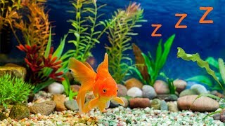 🐠 Baby Lullaby and Freshwater Aquarium ❤️ Bedtime Lullabies [upl. by Greenland]