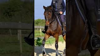 Dressage  L exercice spécial incurvation cheval equitation dressage incurvation [upl. by Tloc]