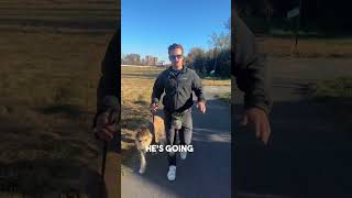 This Dog’s Reactivity is CRAZY bergerpicard dogtrainer [upl. by Aivle318]