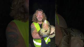 Catching Invasive Pythons shorts short animal wildlife snake nature reptiles [upl. by Primrose726]