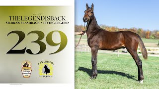 Sierras Flashback colt  2024 Keystone Yearling amp Breeders Sale Lot 239 [upl. by Adiahs827]