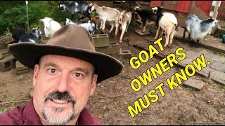 Raising goats basics 10 things you need to understand before getting goats [upl. by Luttrell982]