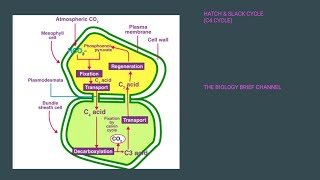 PHOTOSYNTHESIS PART 4 C4 CYCLE FACTORS AFFECTING PHOTOSYNTHESIS BOARD NEET CUET OLYMPIAD EXAMS [upl. by Lezlie]