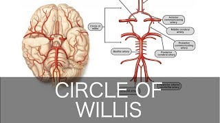 How to Draw the Circle of Willis [upl. by Gnat882]