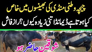 Chichawatni Maweshi Mandi Today  Buffalo Fresh Rates Update  Buffalo Mandi 2024 [upl. by Clorinda]