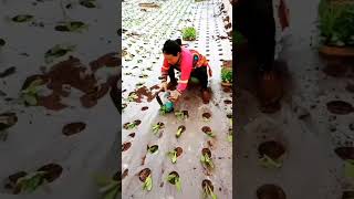 Correct procedure for planting trees inside polythene [upl. by Mara]