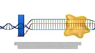 Transcription animation DNAtoRNA molecularbiology [upl. by Dahl923]