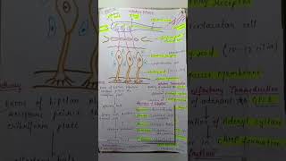 Olfactory pathway [upl. by Sakmar]