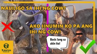 Mga Tao na Umiinom ng Ihi ng Cow [upl. by Bjork483]