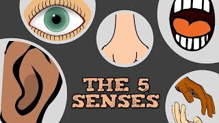 THE 5 SENSES catchy song for kids about quotsee hear smell taste touchquot [upl. by Sirrad]