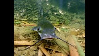 Barbú pejegato barbuda Ameiurus nebulosus Brown bullhead Catfish [upl. by Savina938]