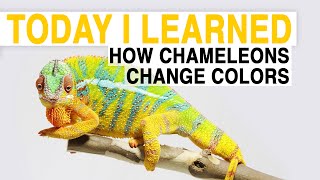 TIL How Chameleons Change Color  Today I Learned [upl. by Yelehsa]