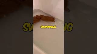 Do guinea pigs like swimming [upl. by Asserrac]