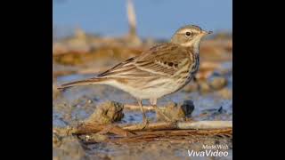 CANTO DELLO SPIONCELLO Canto de pipit Anthus petrosus [upl. by Vetter]