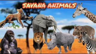 IL VERSO DEGLI ANIMALI DELLA SAVANA  Animal sounds [upl. by Prosper496]