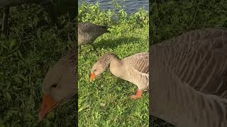 Greylag goose [upl. by Gnouhc649]