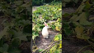 rabbits forest loversanimals 🐇🐇🐇nature photograohy 🌹🌹🌹trendingbankashortsvideo [upl. by Yesnyl]