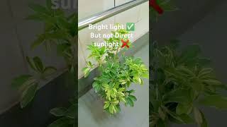 Scheffleraumbrella plant gardening plant  shorts ytshortsindia youtube [upl. by Enileve913]