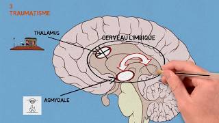 3 Les traumas Traumatisme et conséquences sur le cerveau [upl. by Ajad]