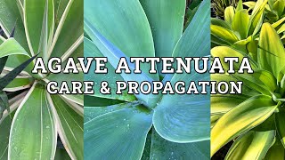 Agave Attenuata Fox Tail Agave Care amp Propagation [upl. by Namie]