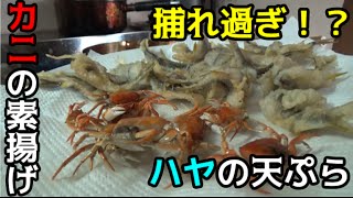 川で捕ったハヤとサワガニを料理して食う！ [upl. by Selhorst]