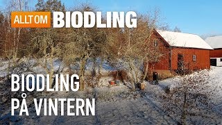 Biodling på vintern  Vinter i bigården [upl. by Asinet325]