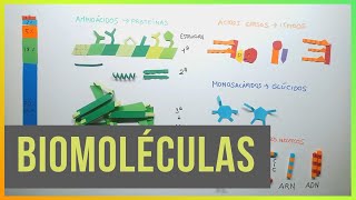 Biomoléculas Proteínas Lípidos Glúcidos y Ác Nucleicos [upl. by Onitselec]