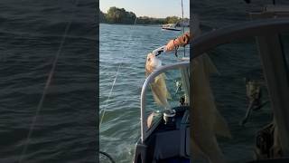 Big Drum release drum lakeerie fishing awesome water fishingforlife [upl. by Claresta]