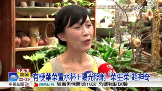 神 超級省錢 高麗菜放水杯quot菜生菜quot │中視新聞 20160403 [upl. by Sang707]