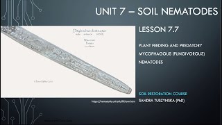 Lesson 77  Fungivorous nematodes as plant parasites and predators [upl. by Siahc]