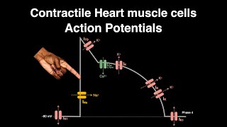 Action Potential Contractile cardiac muscle cells heart physiology actionpotential [upl. by Oidualc756]