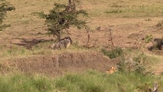 Lioness waits for the wildebeest to come to her [upl. by Nnayelsel]