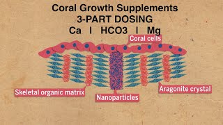 Coral Growth Supplements  No Water Changes Reef Aquarium [upl. by Juno790]