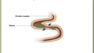 Peristalsis and Segmentation [upl. by Scoles]